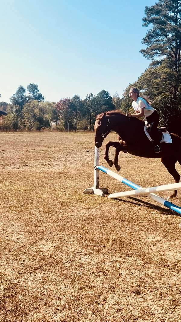 calm-thoroughbred-horse