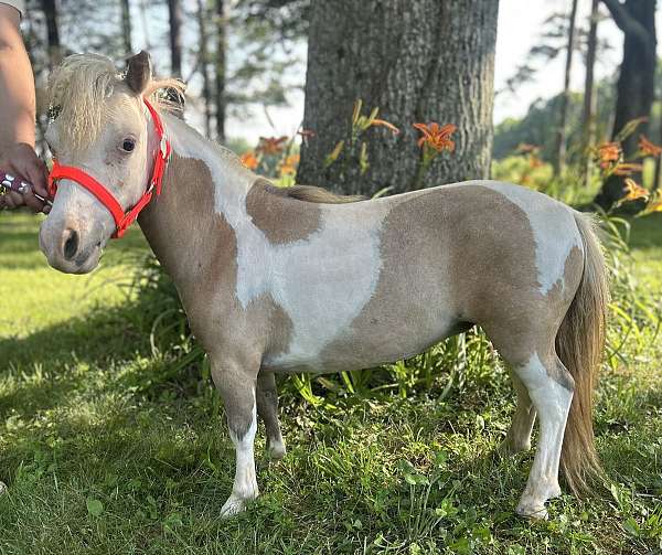 pinto-sorrel-pinto-filly