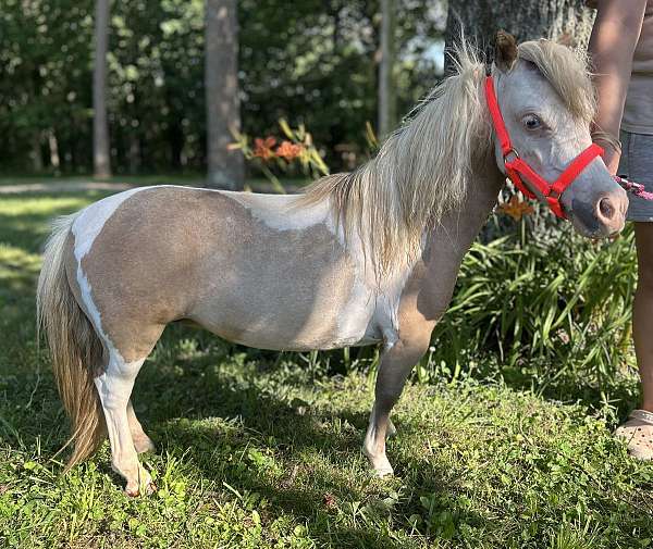 companion-therapy-pinto-horse