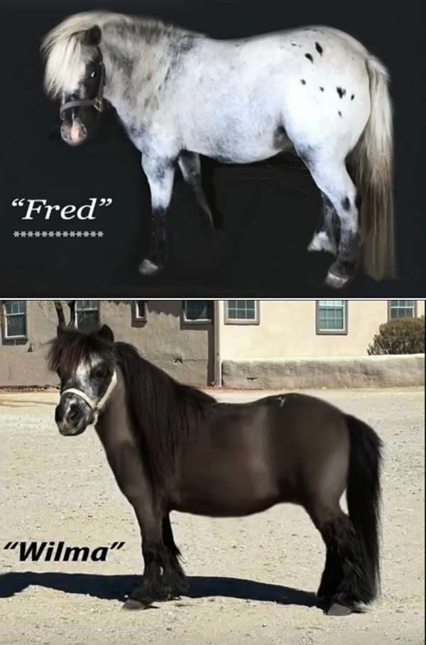 white-appy-markings-horse