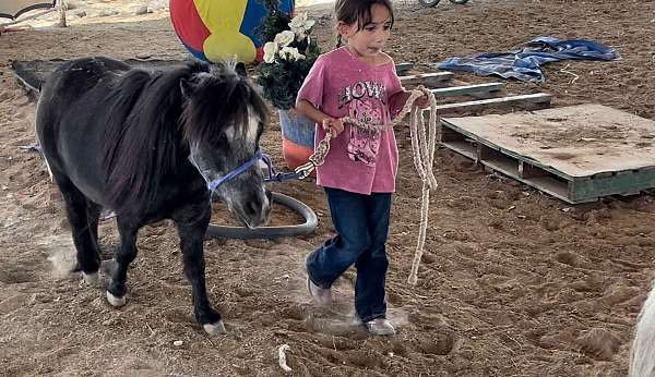 appy-markings-horse