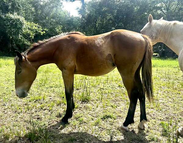 barrel-racing-quarter-horse