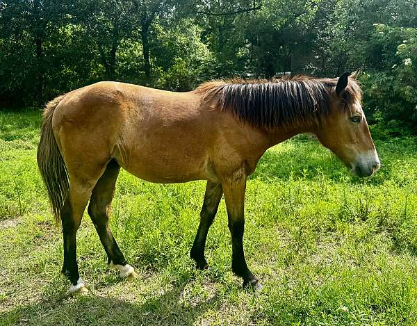 all-around-quarter-horse