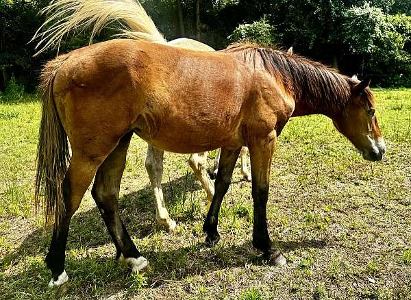 athletic-quarter-horse