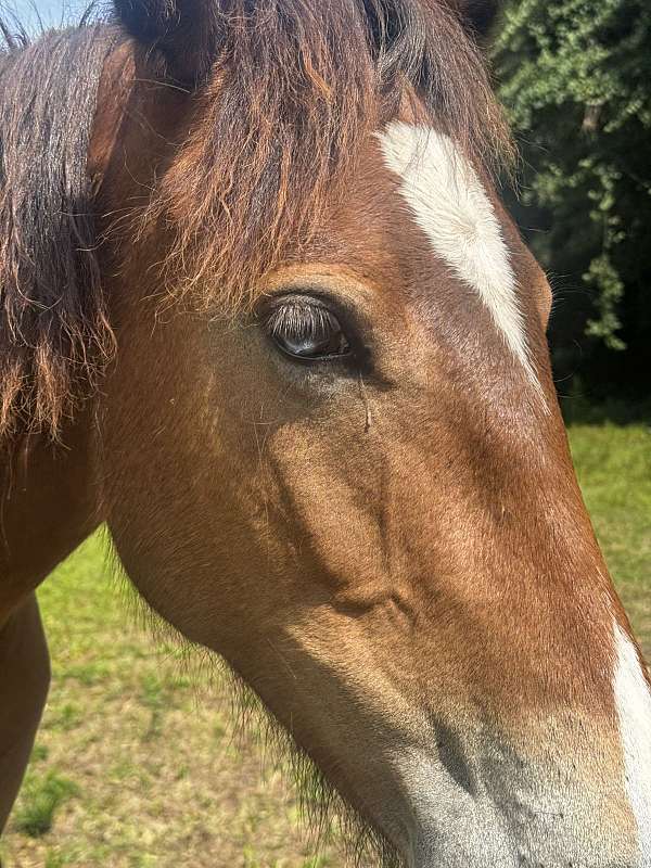 blue-eyed-quarter-horse