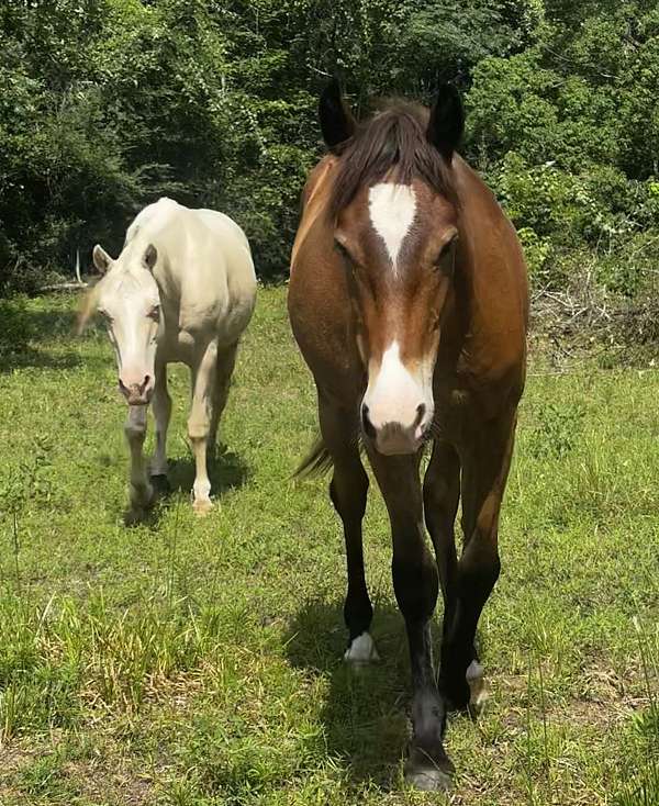 calf-roping-quarter-horse