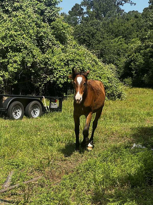 cross-quarter-horse