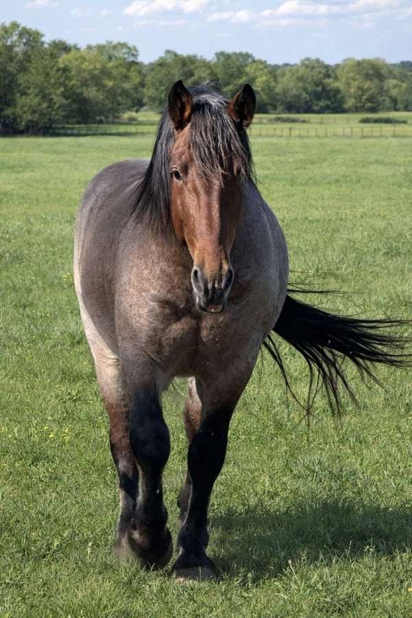 draft-quarter-horse