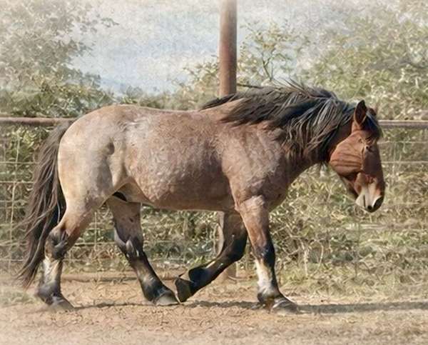 driving-quarter-horse