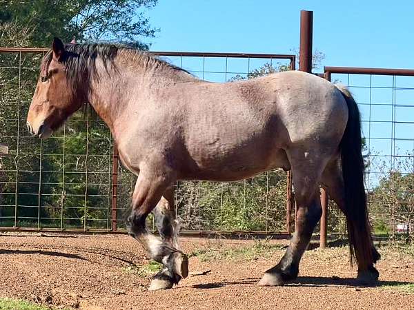 english-pleasure-quarter-horse