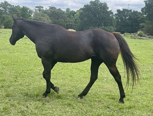 flashy-quarter-horse