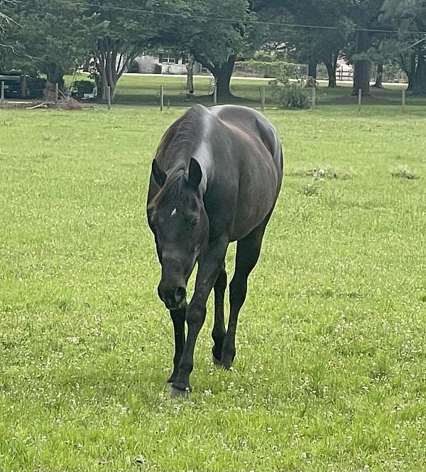 halter-quarter-horse