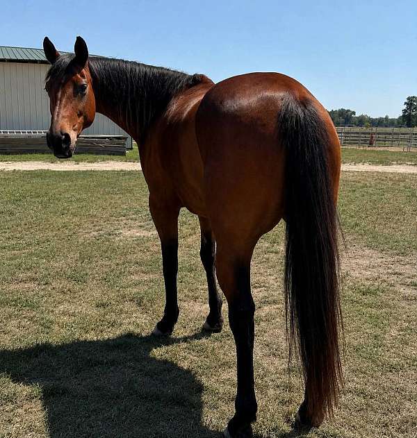 all-around-quarter-horse