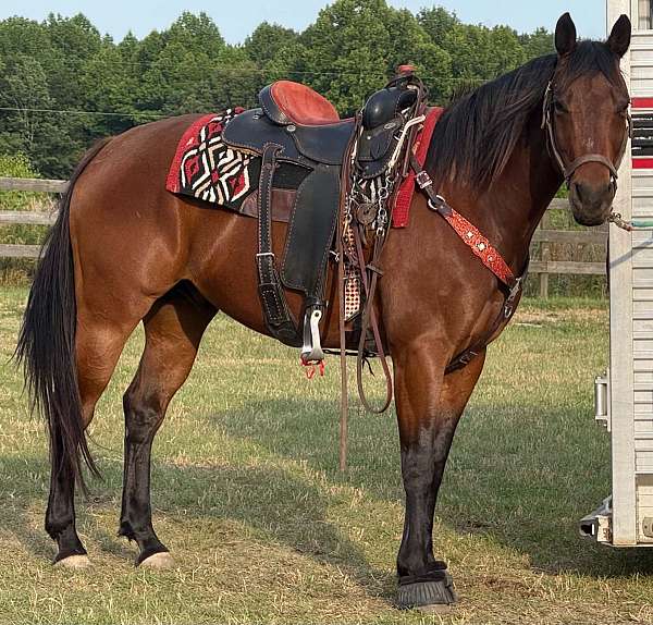 athletic-quarter-horse