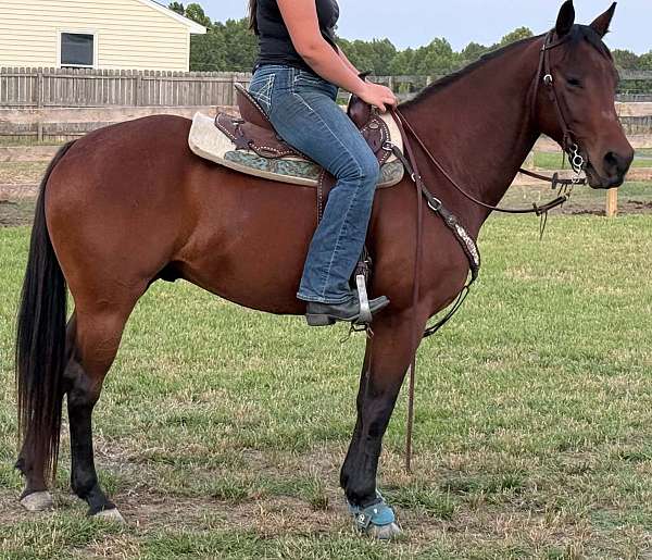 barrel-quarter-horse