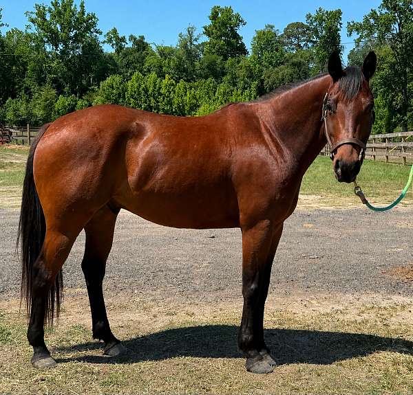 beginner-quarter-horse