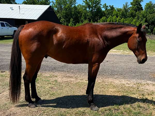 cutting-quarter-horse