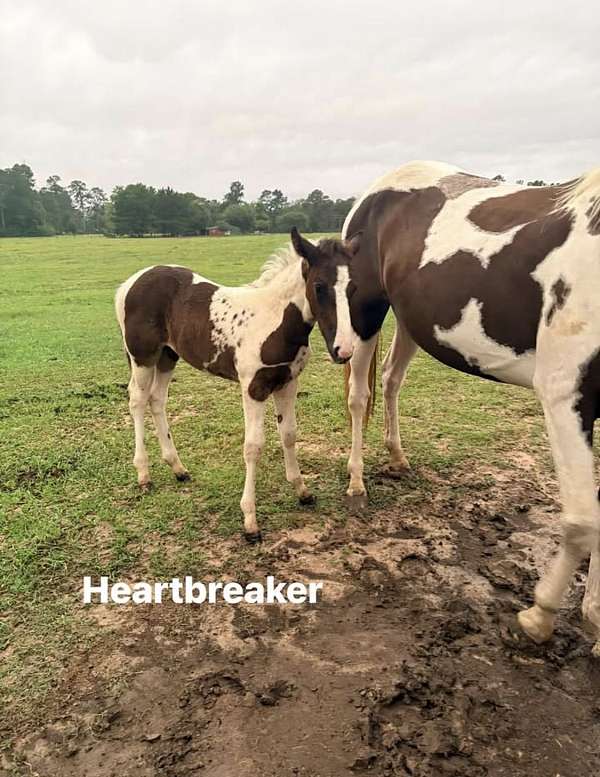 heart-shape-on-right-side-horse