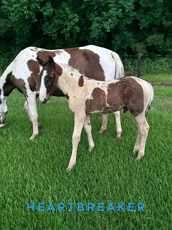 dam-spotted-saddle-horse