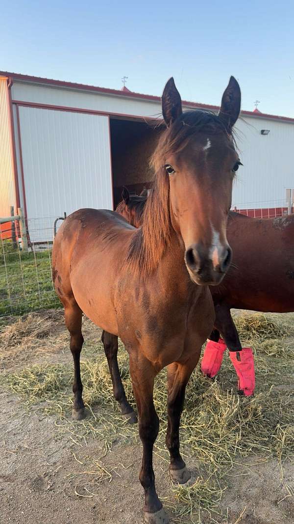 quarter-horse-filly