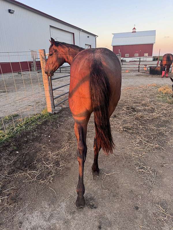 quarter-horse-for-sale