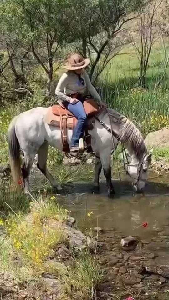 all-around-quarter-horse