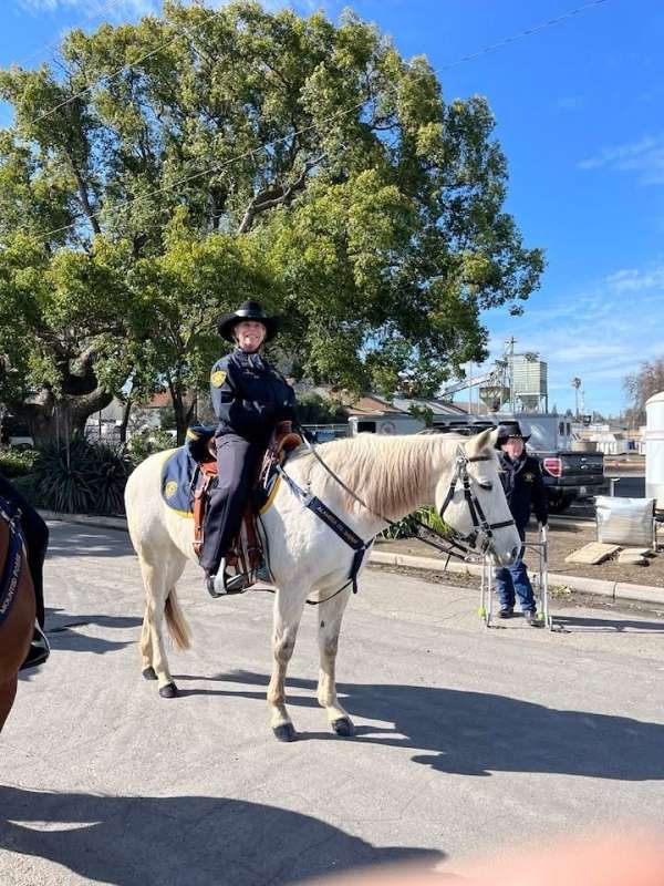 athletic-quarter-horse