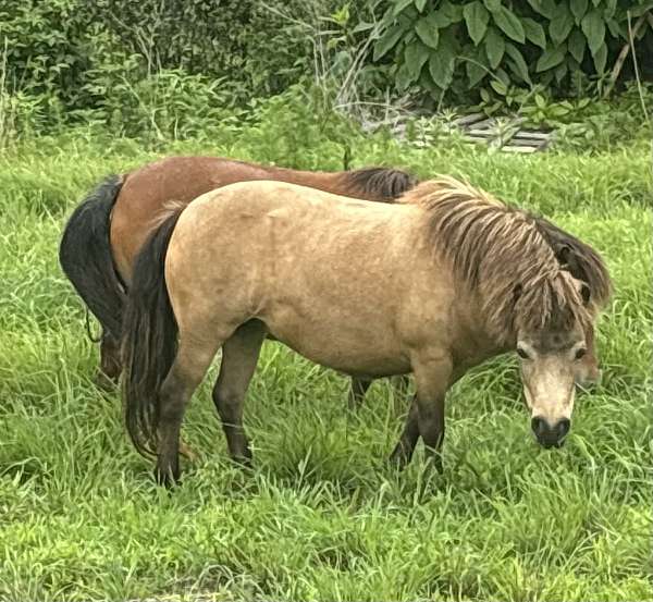miniature-horse-for-sale