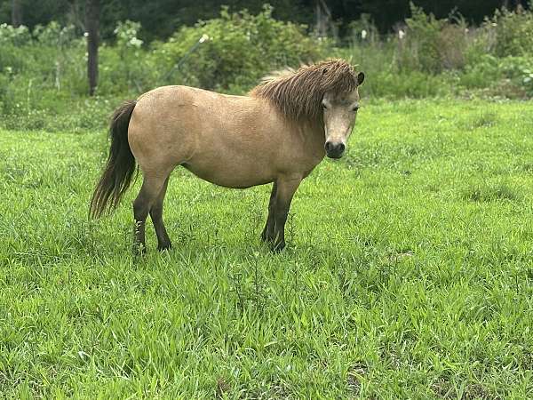 miniature-mare