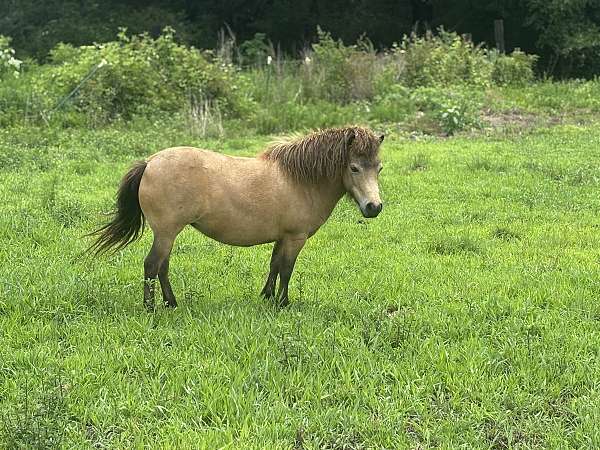 miniature-horse