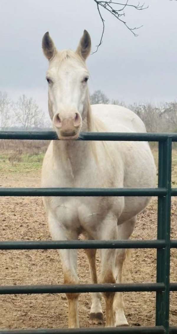 appaloosa-gelding