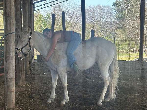 appaloosa-horse-for-sale