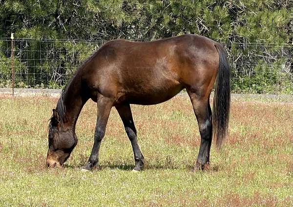 half-arabian-horse