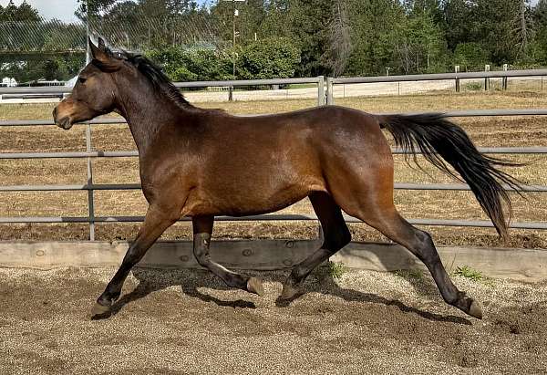 half-arabian-gelding