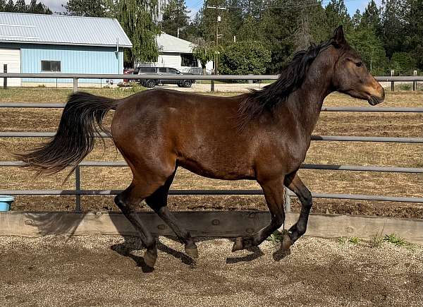 half-arabian-horse-for-sale