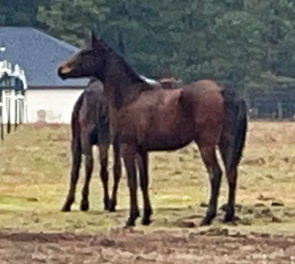 cross-arabian-horse