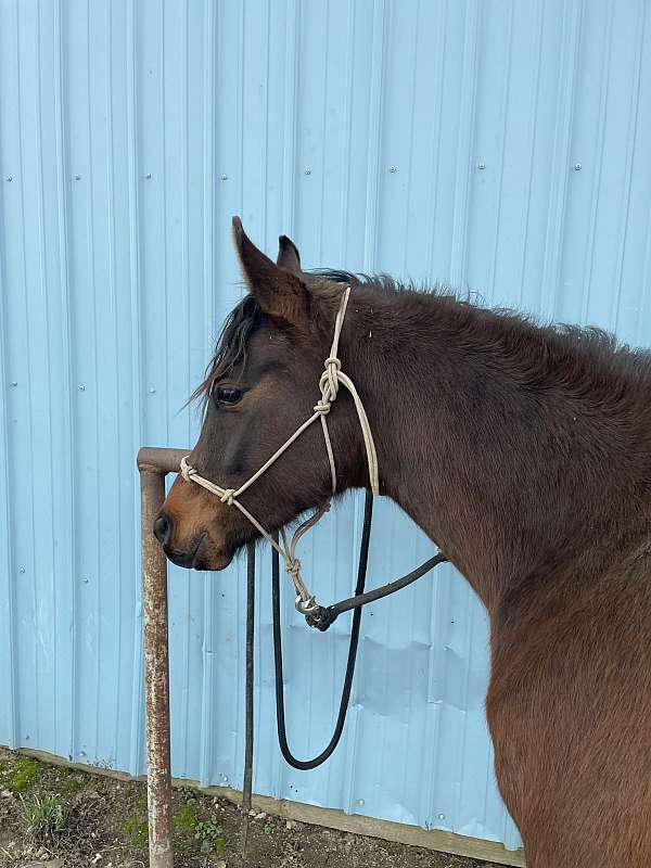 gelding