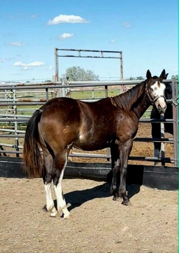 black-with-full-white-blaze-hind-stockings-horse