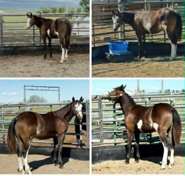 breeding-prospect-paint-horse