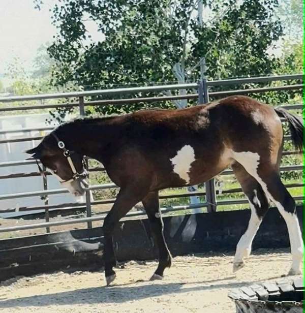 lots-of-class-paint-horse