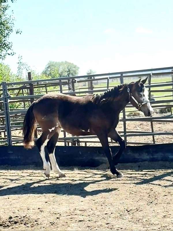 shiny-paint-horse