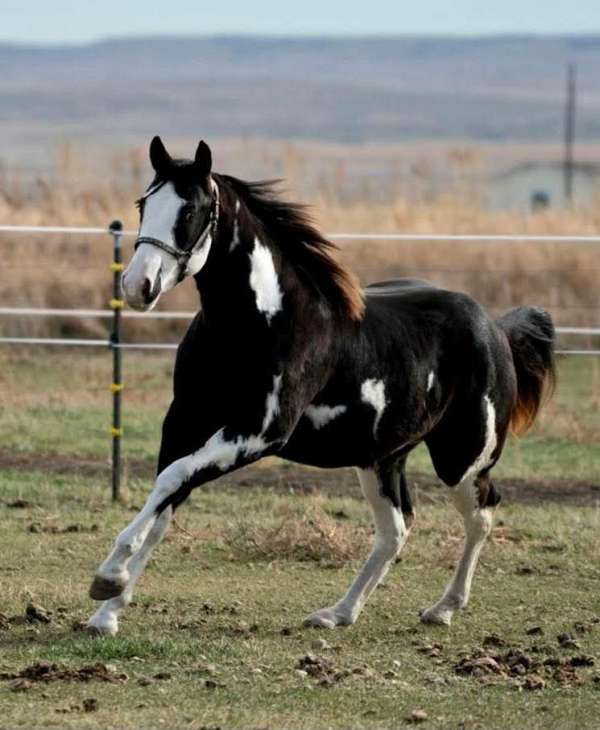 black-with-full-white-blaze-hind-stockings