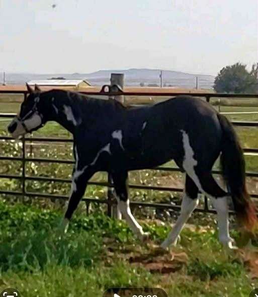 pleasure-bred-paint-horse