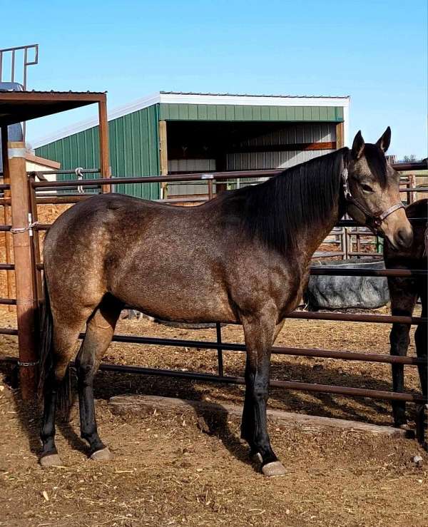 apha-black-colt