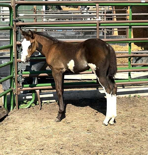 blue-max-colt