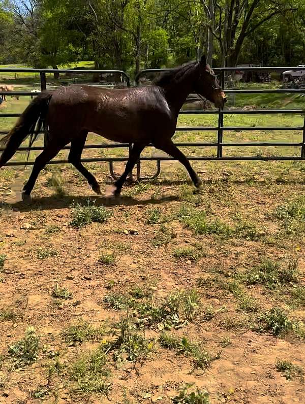 bay-all-around-horse