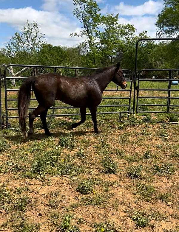bay-barrel-horse