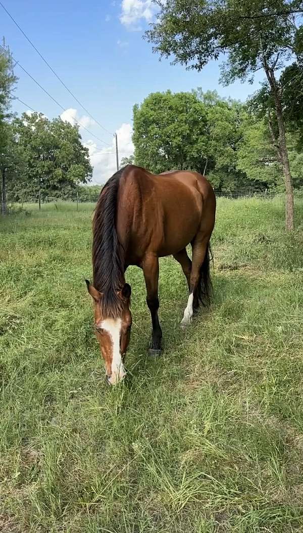 blaze-hind-sock-horse