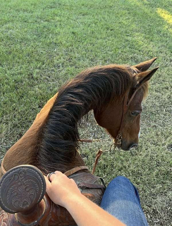 racehorse-draft-horse
