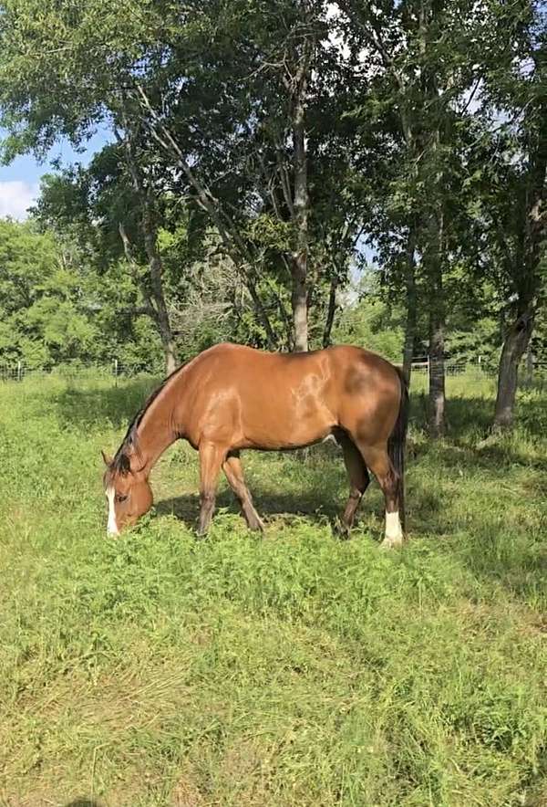 bay-blaze-hind-sock-horse